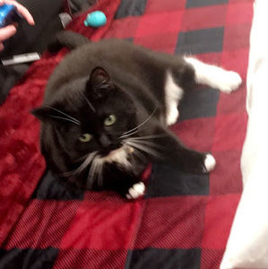 Meet your Posher, Bailey